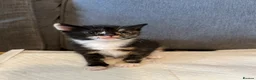 Mixed Breed cats for sale: Stunning Baby’s for sale  - Advert 6