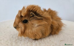 Guinea Pig rodents for sale: Solo baby boys under 8 weeks to bond with lone boy in Faringdon - Image 3