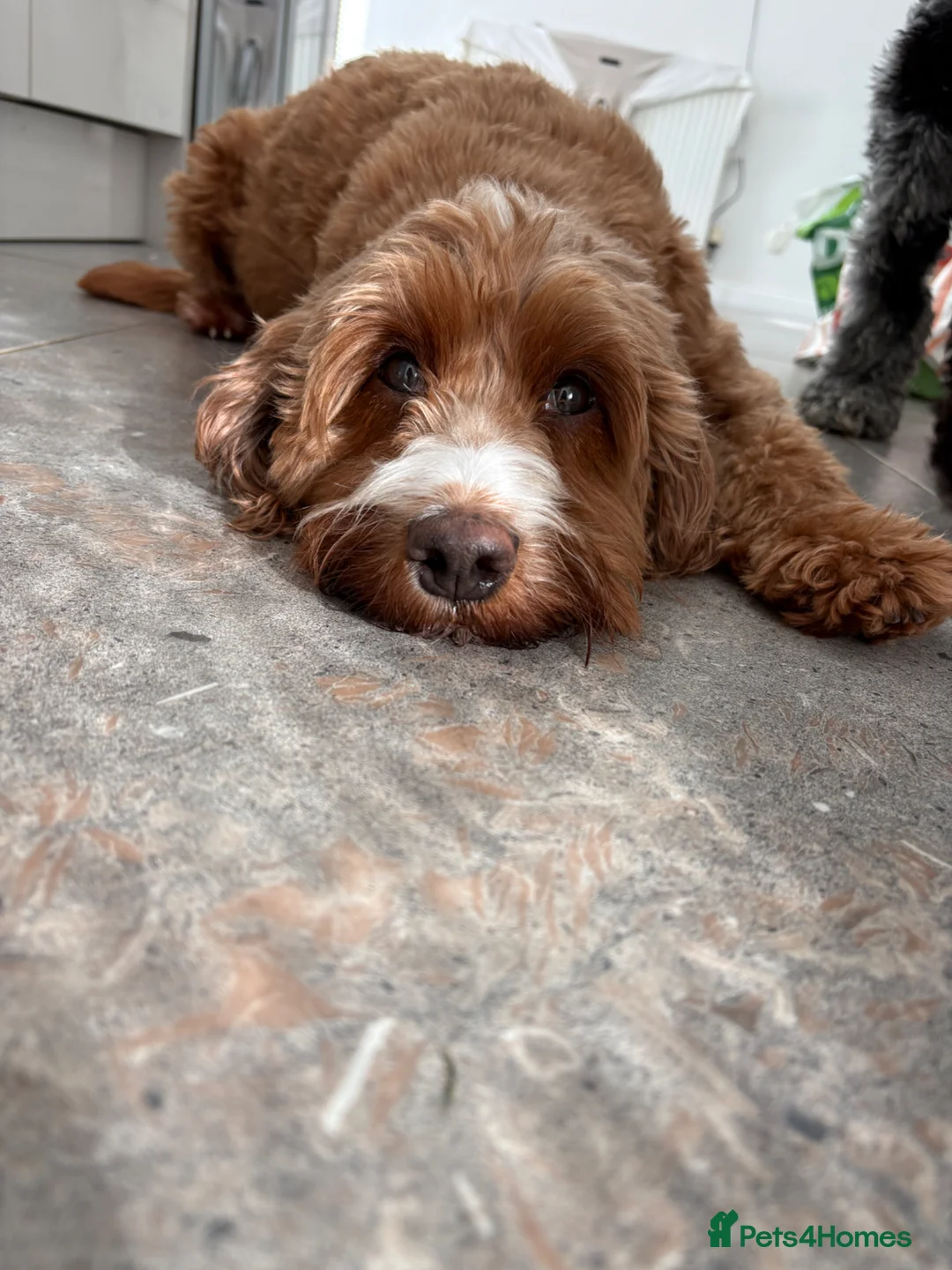 Cockapoo dogs for sale: Stunning F1B Cockapoo’s  in Cramlington - Advert 2