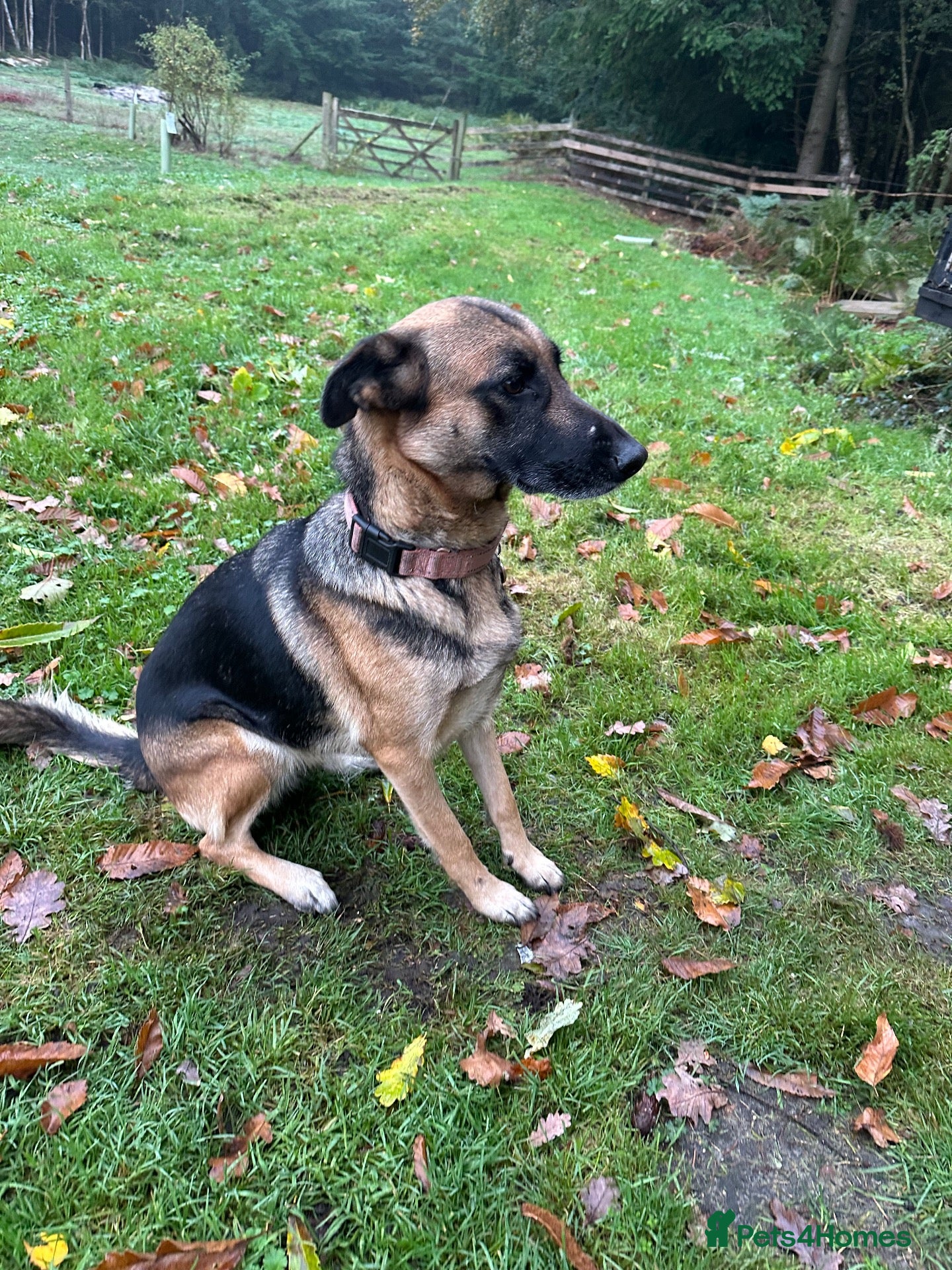 Mixed Breed dogs for sale: German Shepherd bitch family protector - Advert 23