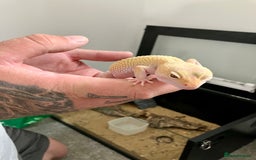 Leopard Gecko reptiles for sale: Albino leopard gecko  - Image 9
