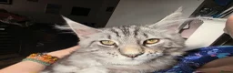 Mixed Breed cats for sale: Silver Tabby Maine Coon x Norwegian Forest Kitten  in Pudsey - Advert 2