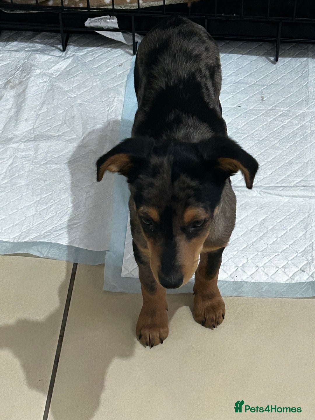 Mixed Breed dogs for sale: Whippet cross  - Advert 4