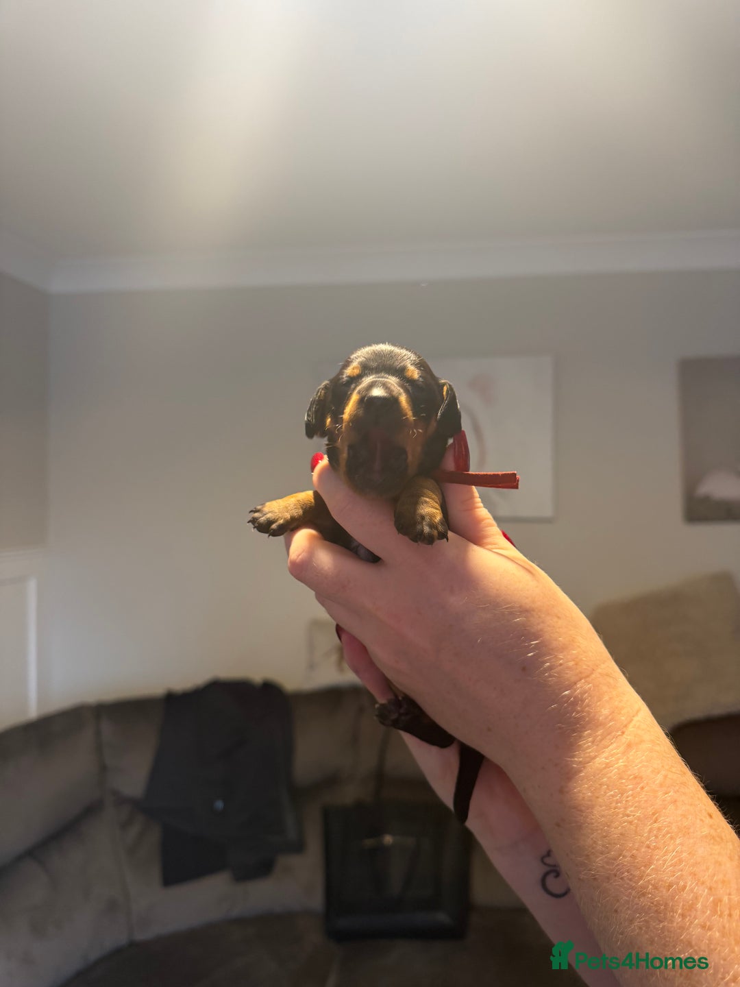 Mixed Breed dogs for sale: Doxie pin puppies - Advert 6