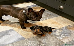 Miniature Dachshund dogs for sale: Rehoming - Mini dachshund (3) & French Bulldog (8) - Image 18