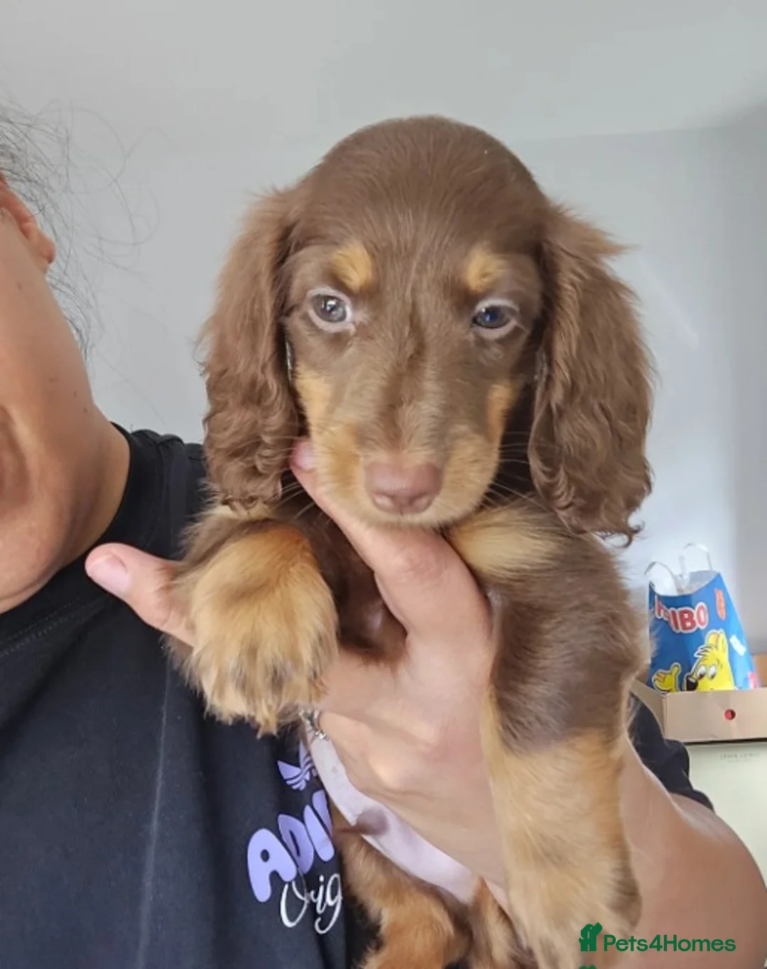 Miniature Dachshund dogs for sale: Adorable Miniature Long-Haired Dachshund Puppies  - Advert 2