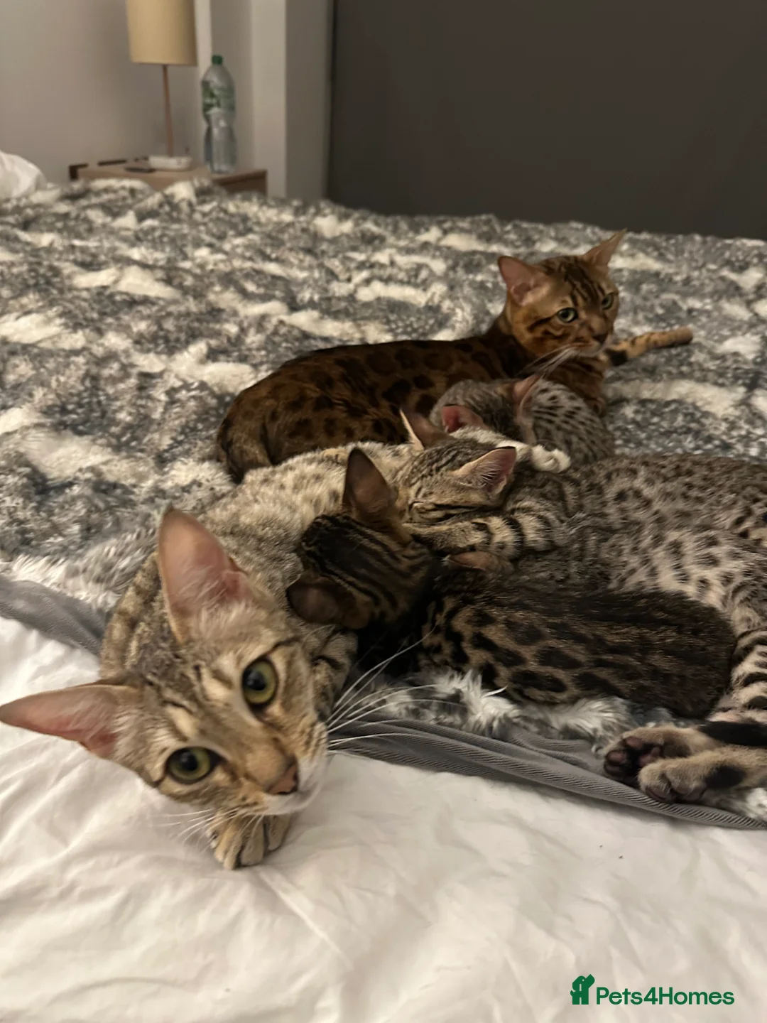 Bengal cats for sale: Sepia Bengal X Savannah kittens Extremely rare  - Advert 22