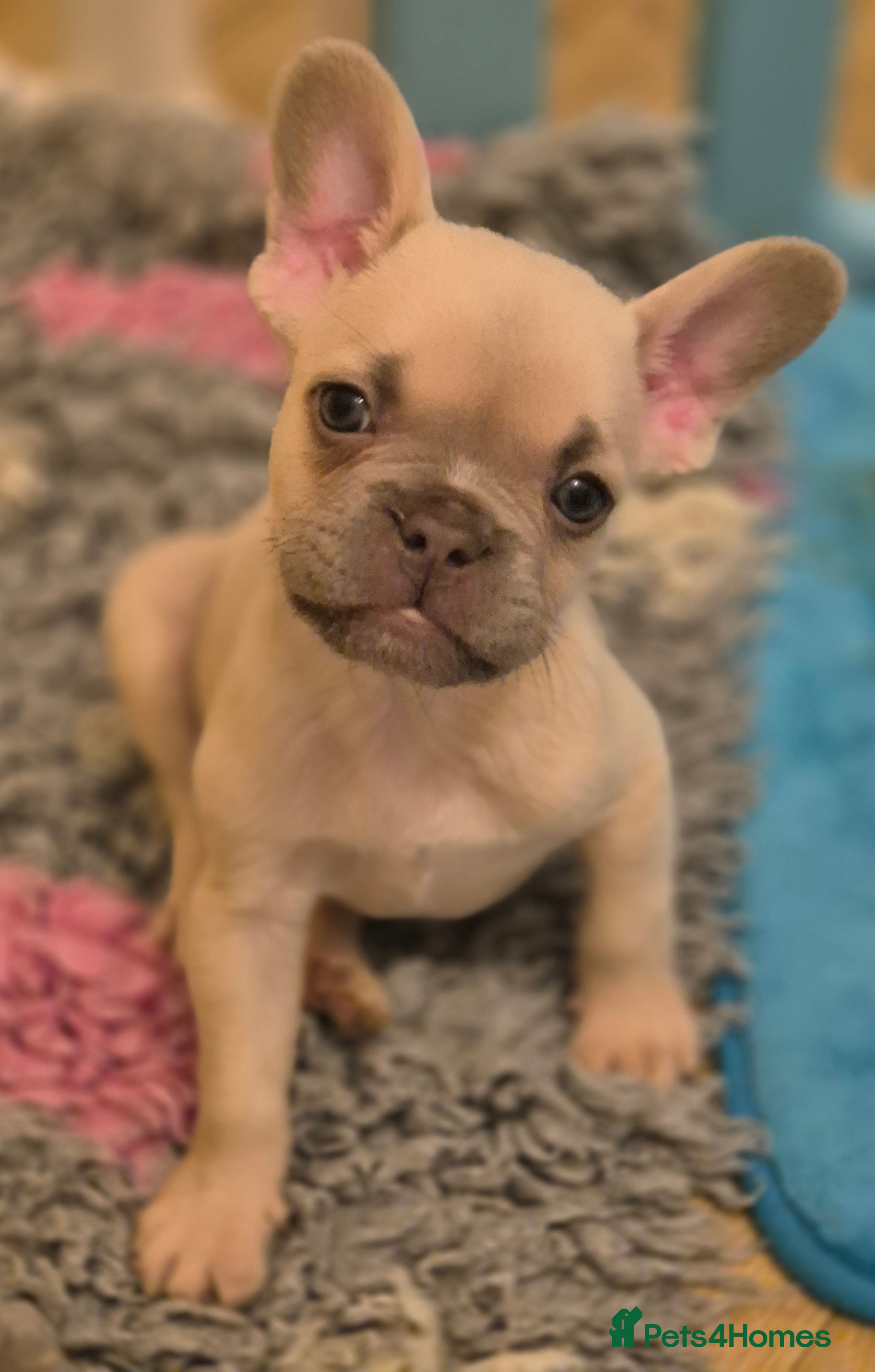 French Bulldog dogs 5 Beautiful French Bulldogs - Advert 7