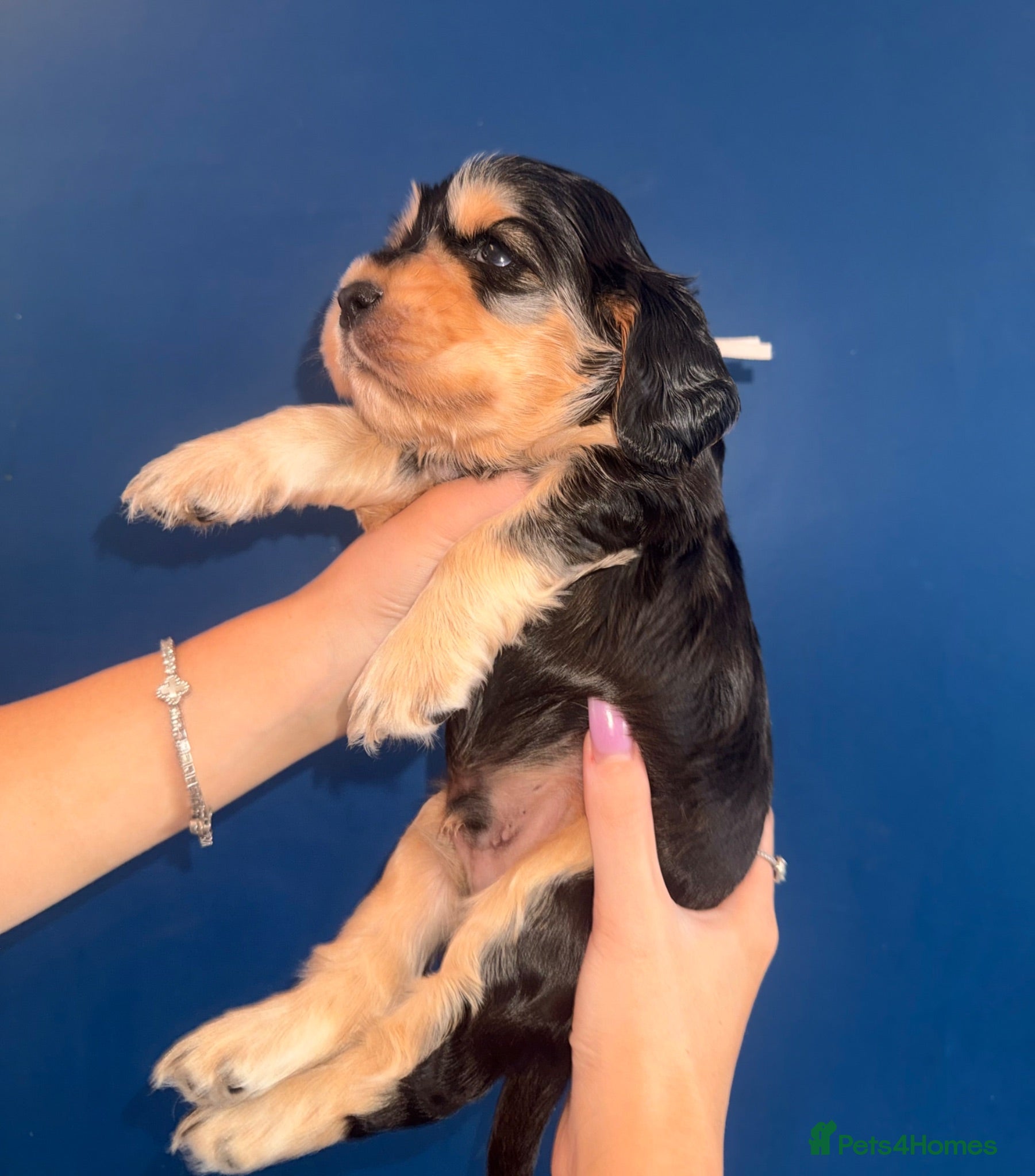 Cocker Spaniel dogs KC registered Black & Tan Sable Boy 🩵 - Advert 1