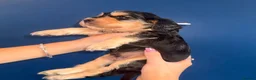 Cocker Spaniel dogs for sale: KC registered Black & Tan Sable Boy 🩵 - Advert 13