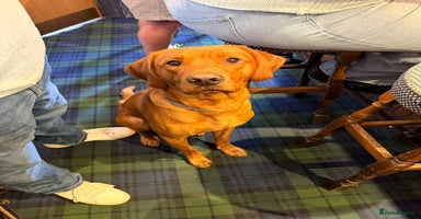 Labrador Retriever dogs - Advert 1