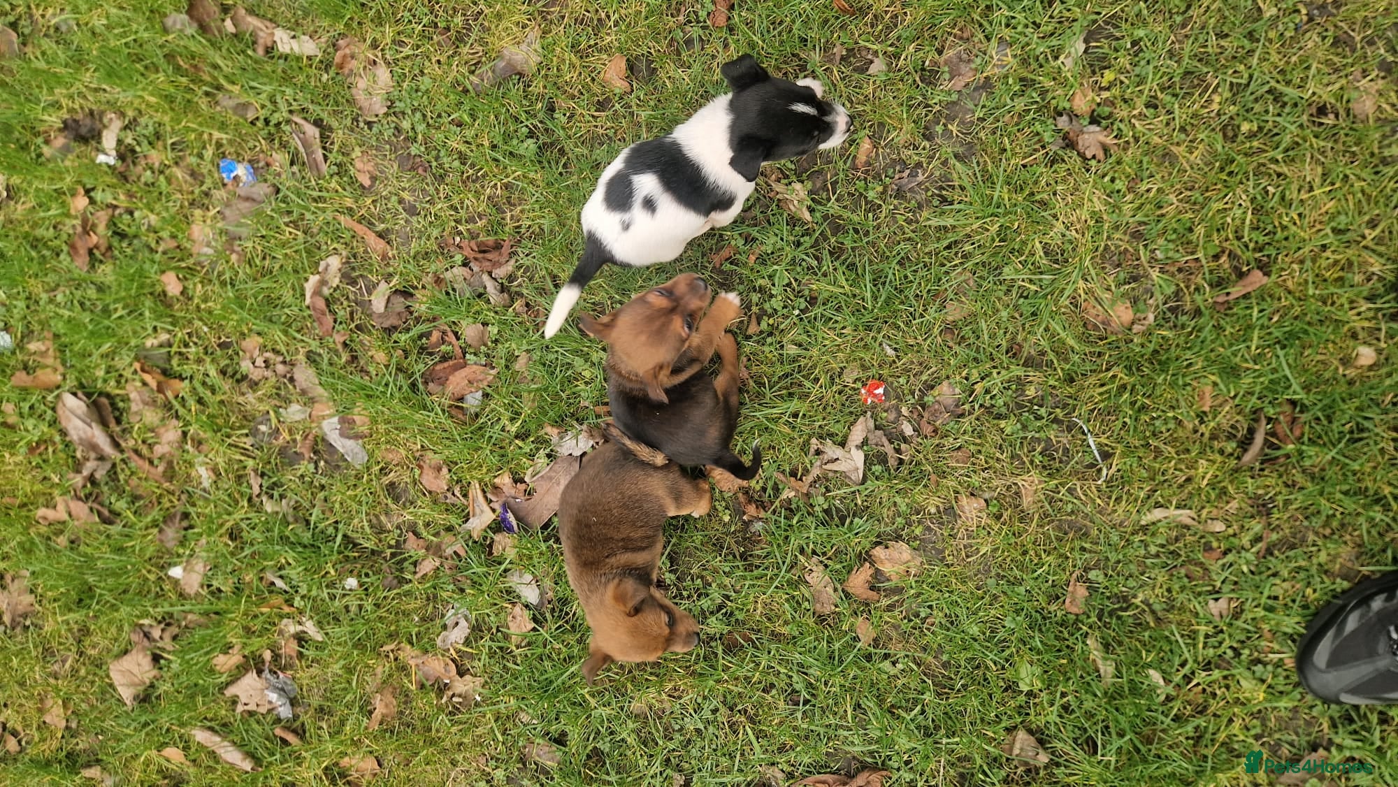 Jack Russell dogs Jack russells - Advert 1