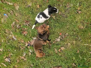 Jack Russell dogs Jack russells - Advert 1