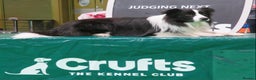 Border Collie dogs for stud: For stud. KC reg and proven.  in Brierley Hill - Advert 5