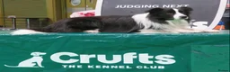 Border Collie dogs for stud: For stud. KC reg and proven.  in Brierley Hill - Advert 5