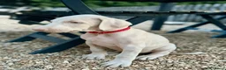 Dobermann dogs for sale: Exceptional White & Cream Doberman Puppies - Advert 14
