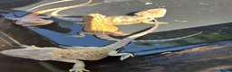 Bearded Dragon reptiles for sale: Bearded dragon babies red hypo  - Advert 8