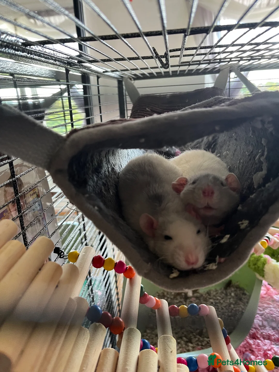 Rat rodents for sale: 2 loving friendly Rex male rats  in Oxford - Advert 1