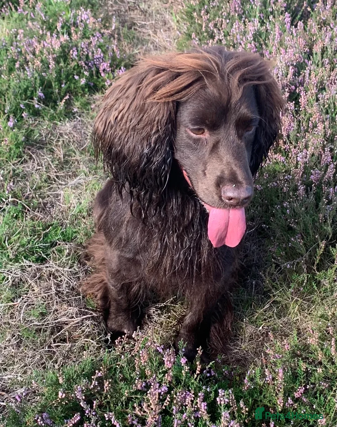 Cocker Spaniel dogs for sale:  Ready now!1 Boy left! KC Working Cocker Spaniels  - Advert 12