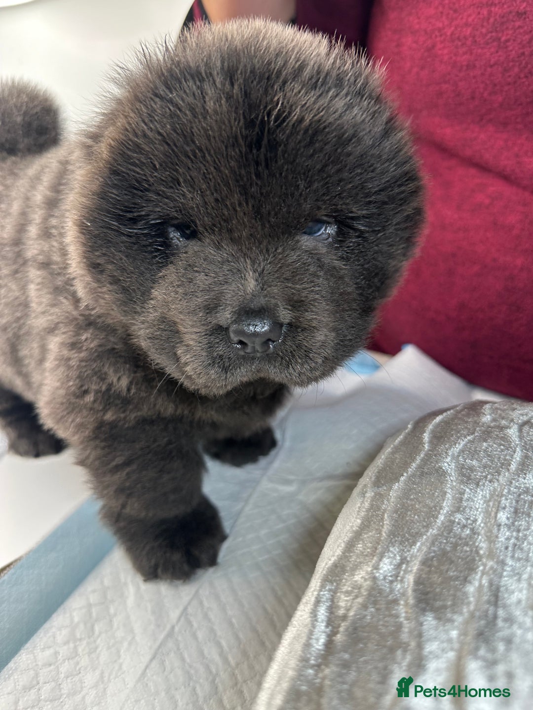 Chow Chow dogs for sale: Merle chow chow  - Advert 4