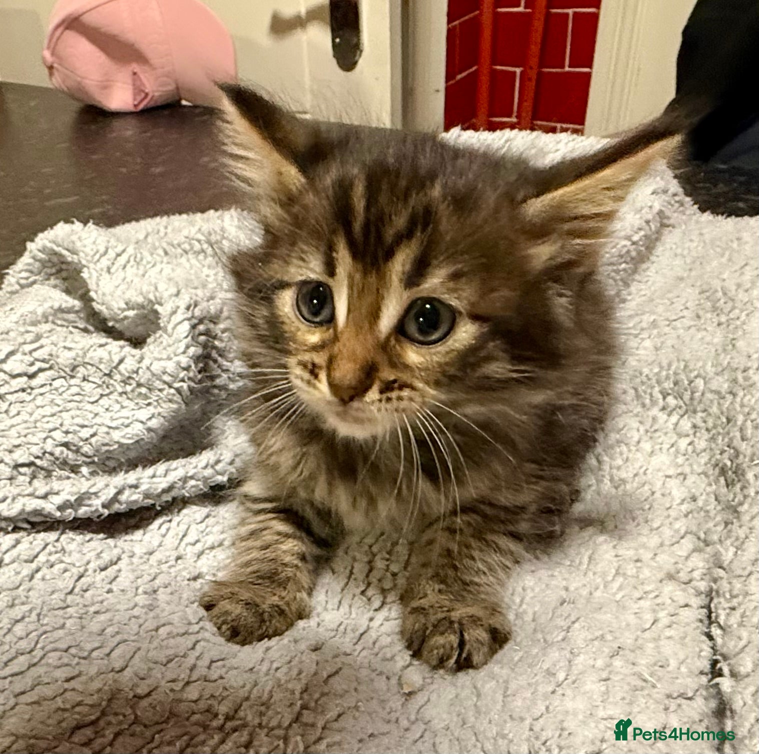 Mixed Breed cats Bengal x Maine coon kittens - Advert 2