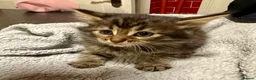 Mixed Breed cats for sale: Bengal x Maine coon kittens - Advert 1