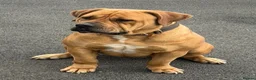 Boerboel dogs for sale: 🐾 BOERBOEL PUPPIES – UPCOMING LITTER 🐾 - Advert 3