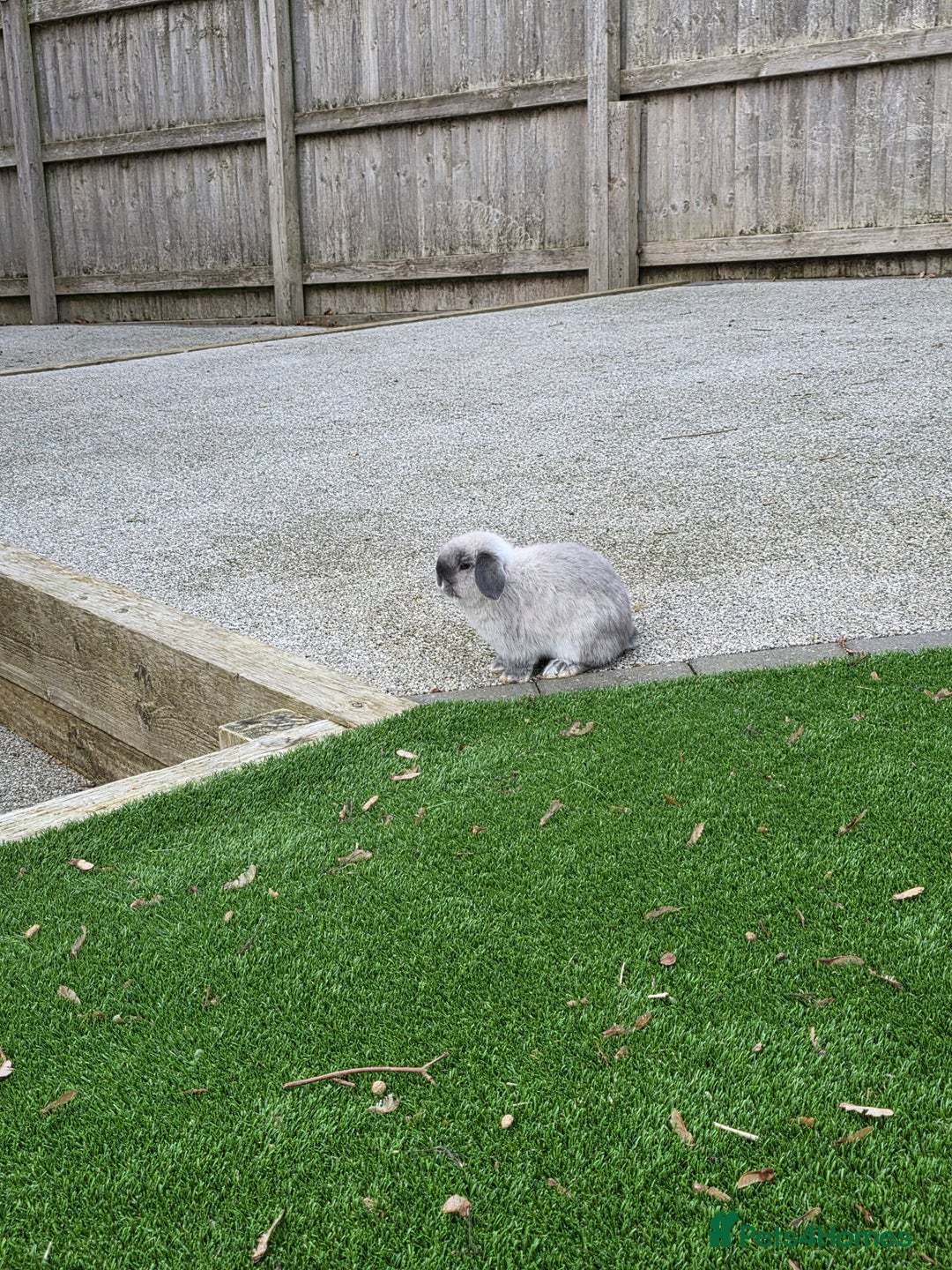 Mini Lop rabbits for sale: Two mini lops looking fir loving homes  - Advert 13