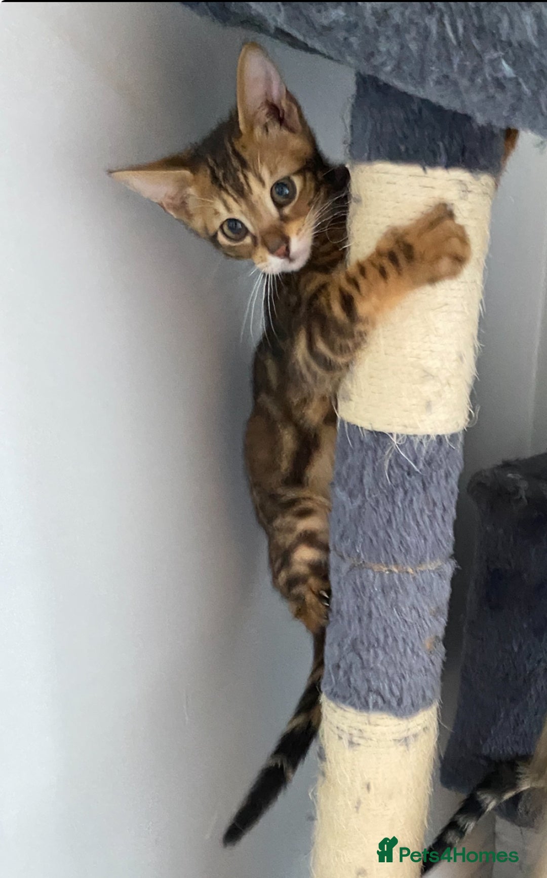 Chausie cats for sale: Savannah x Chausies - Image 12