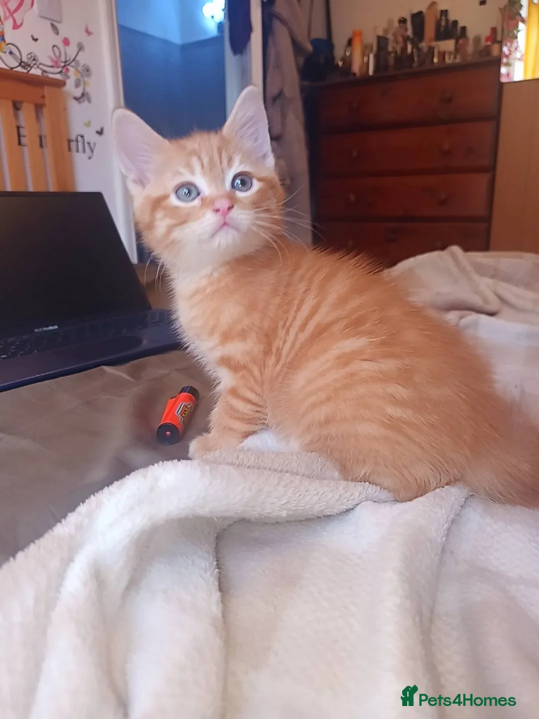 Mixed Breed cats for sale: mixed breed persian chinchilla kittens in Thornton Heath - Advert 39