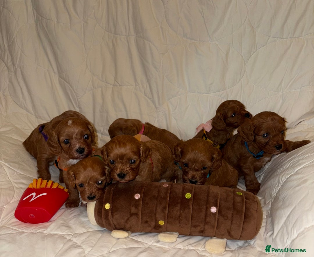Cavapoo dogs for sale: Health tested clear 5⭐️ F1 Toy cavapoo puppys  in Dudley - Image 5