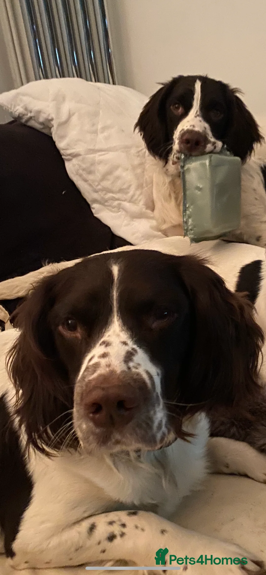 English Springer Spaniel dogs for sale: English Springer Spaniels Father & Son - Advert 7