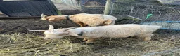 Goats livestock for sale: Royal golden guernsey Billy  - Advert 3