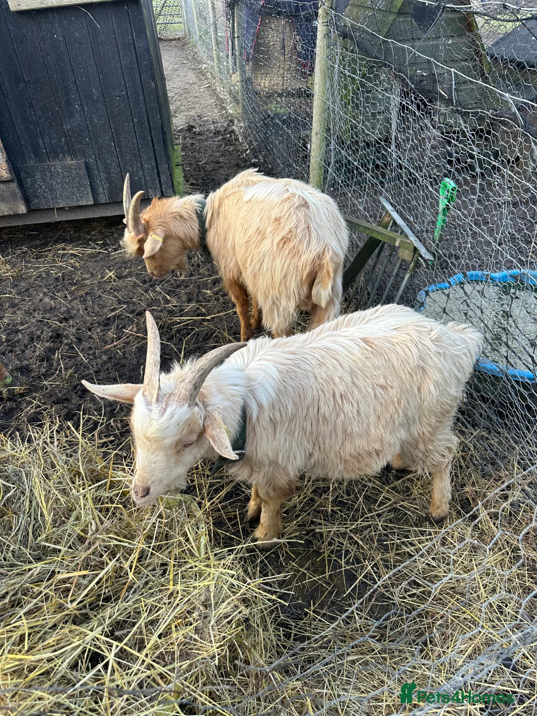 Goats livestock for sale: Royal golden guernsey Billy  - Advert 3