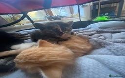 Mixed Breed cats for sale: 9 beautiful healthy kittens - Image 4