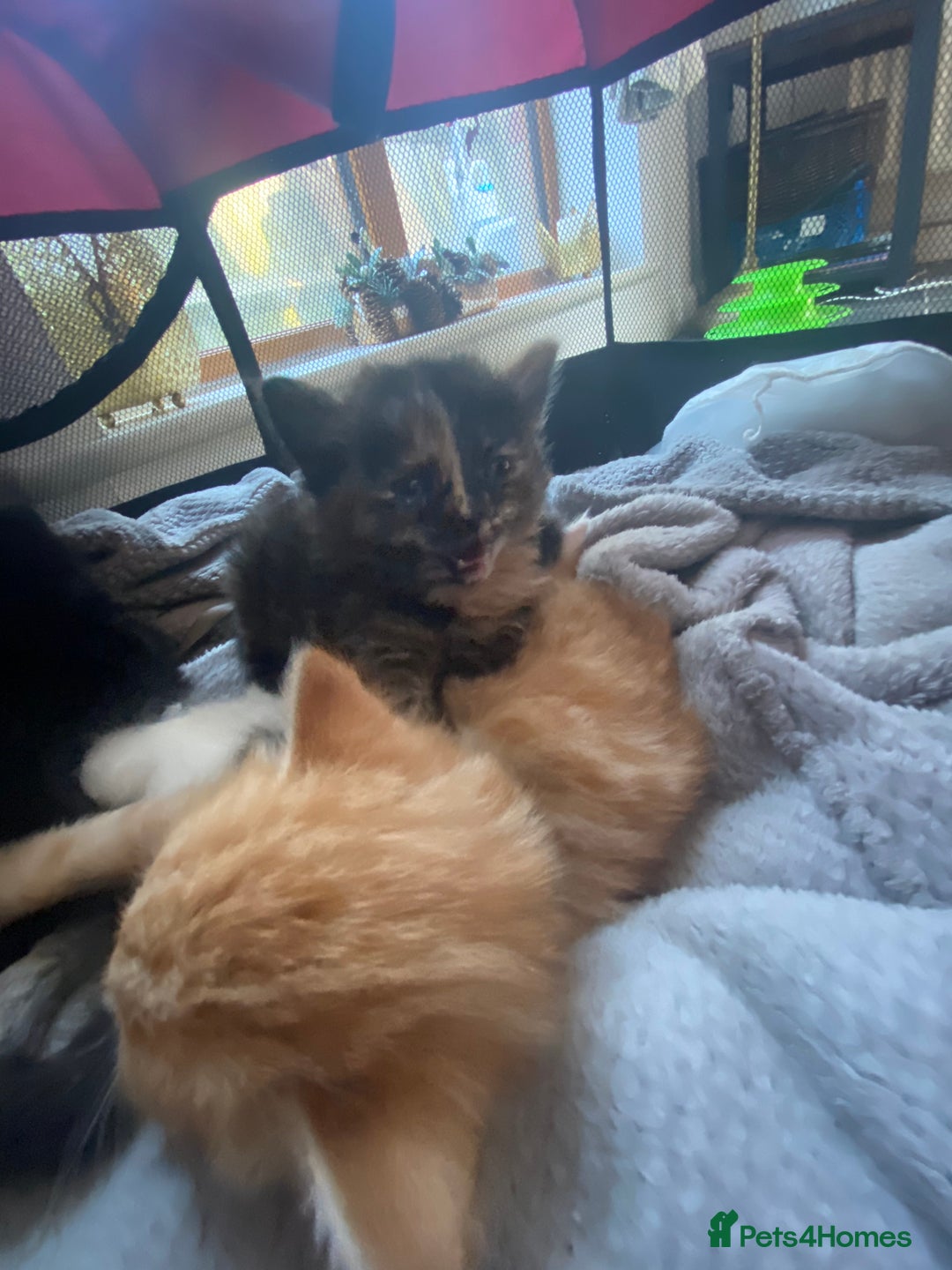Mixed Breed cats for sale: 9 beautiful healthy kittens - Image 4