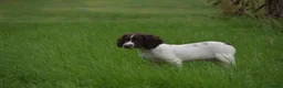 English Springer Spaniel dogs for sale: Working English springer spaniels  - Advert 12