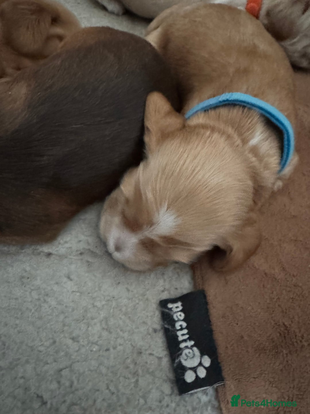 Cocker Spaniel dogs for sale: Stunning KC show cocker spaniels  - Image 34