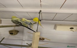 Budgerigars birds for sale: Mixed budgies nice colours  - Image 7