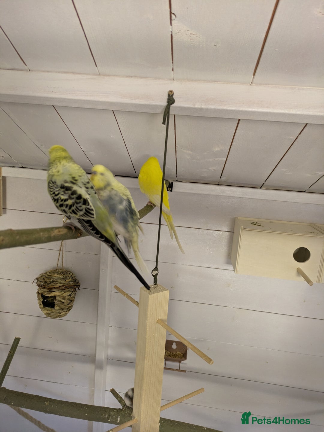 Budgerigars birds for sale: Mixed budgies nice colours  - Image 7