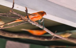 Canaries birds for sale: Canaries for sale beautiful markings  - Image 10