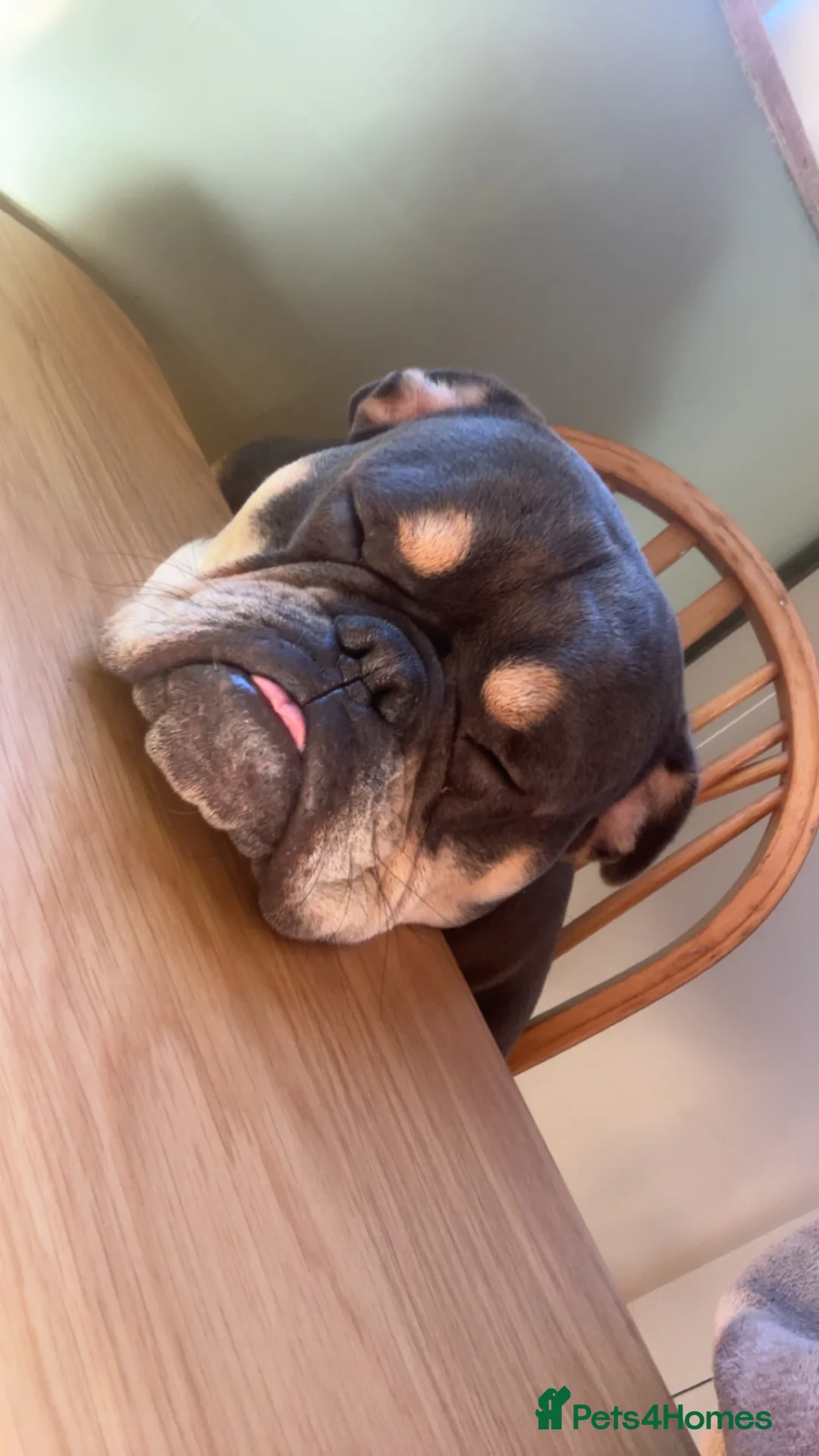 Mixed Breed dogs for sale: 1 year old Frenchie x English Bulldog - Advert 4