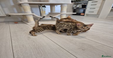 Bengal cats - Advert 2
