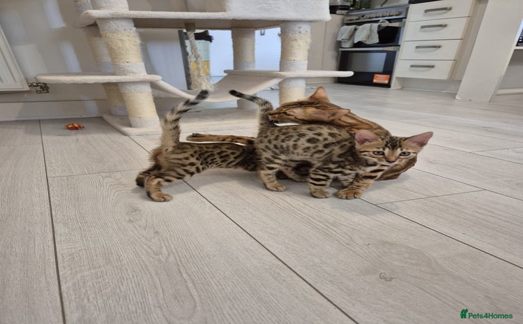 Bengal cats - Advert 12