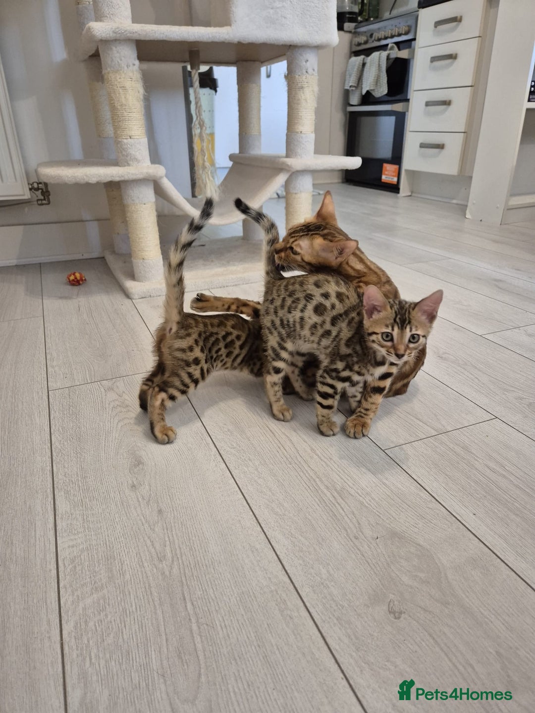 Bengal cats for sale:  🐾Four Beautiful Bengal Kittens🐾 - Image 1