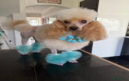 Toy Poodle dogs for sale: Outstanding health tested Petite Toy Poodie Pups  - Image 6