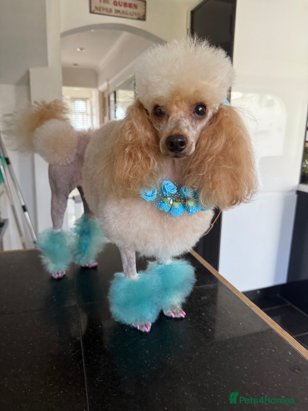 Toy Poodle dogs for sale: Outstanding health tested Petite Toy Poodie Pups  - Image 6