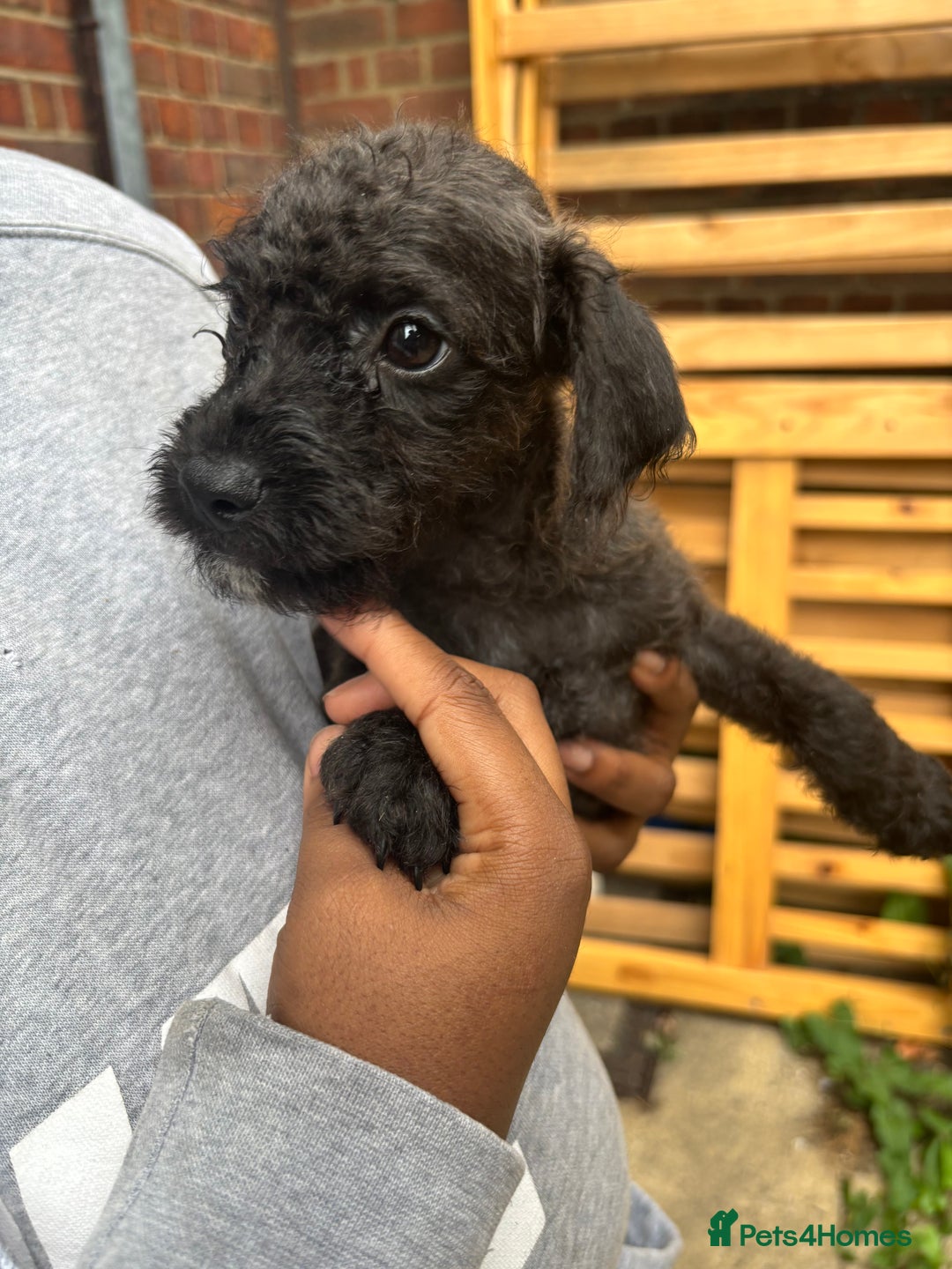Mixed Breed dogs for sale: JACKAPOO PUPPIES READY TO GO! | TOYPOODLE MIX - Image 4