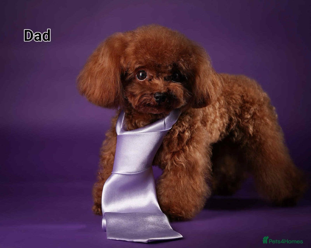 Toy Poodle dogs for sale: 🔥Toy 🔥Mini 🔥Asian Poodle Puppies Girls for sale - Image 13