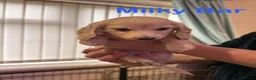 Dachshund dogs for sale: One Puppy now available. Due to sad circumstances. - Advert 23
